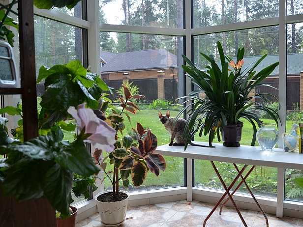 Зимний сад и окна в частном доме